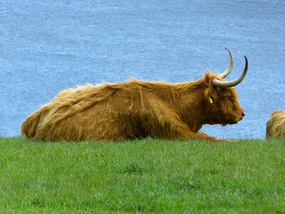 Cow animal horns photo