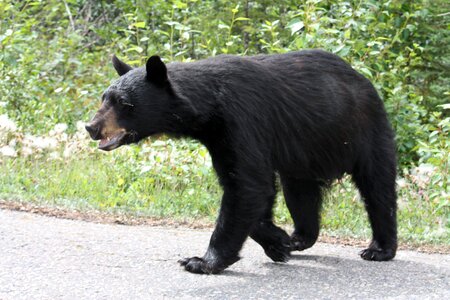 Alberta canada animals