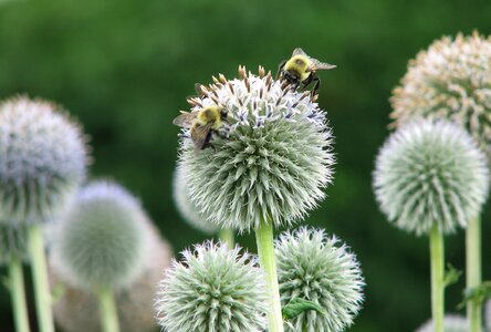 A bee on a flowers photo