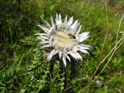 Bloom prickly protected