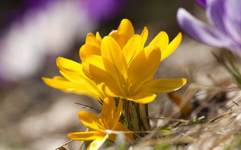 Floral plant nature photo