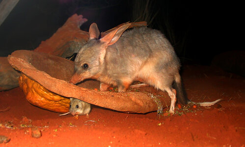 Bilby with a mouse