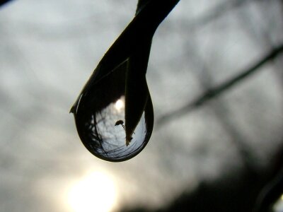 Reflection branch leaf