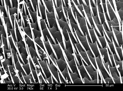 Amount little surface