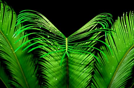 Plant green symmetrical