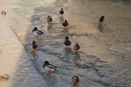 Nature birds animals