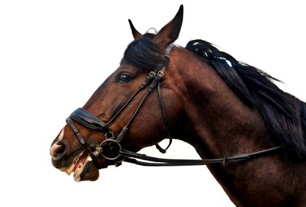 Animal brown cavalry
