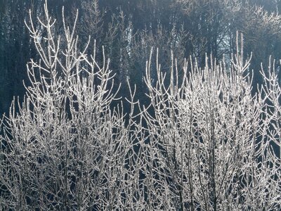 Ripe winter backlighting photo