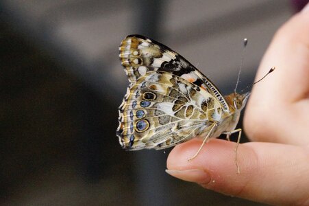 Animal arthropod biology