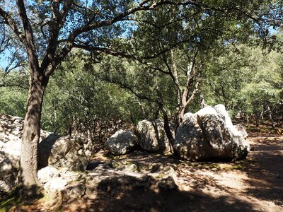 Limestones karst landscape stone oak photo