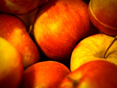 Fruit red apple tree