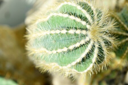 Desert Plant plant cactus photo