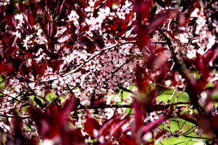 Flowers spring yard