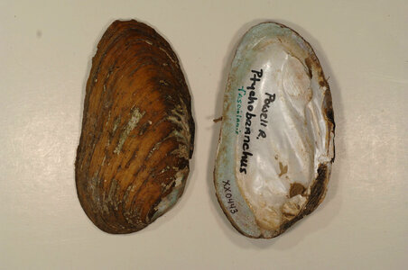 Ptychobranchus fasciolaris-1