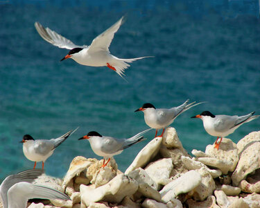 Caribbean roseate terns-4 photo