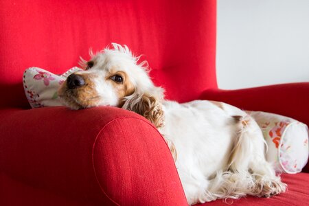 Spaniel animal world english cocker spaniel photo