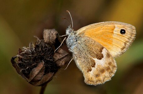 Animal arthropod brown photo