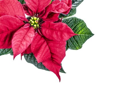 Isolated white poinsettia flower natural photo