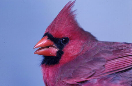 Cardinal-1 photo