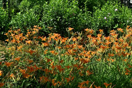 Countryside flower garden garden