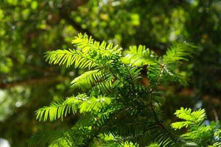 Green european yew taxus baccata photo