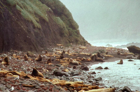 Steller Sea Lions at Haulout-2 photo