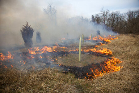 Creating fire break around tree-1