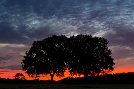 Burning horizon twin trees