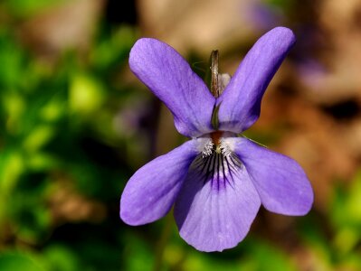 Nature violet spring photo