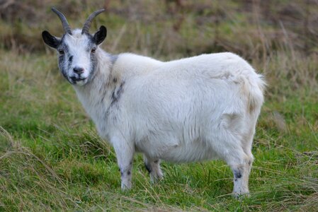 Goat animal meadow photo