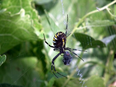 Fly insect spider wasp striped