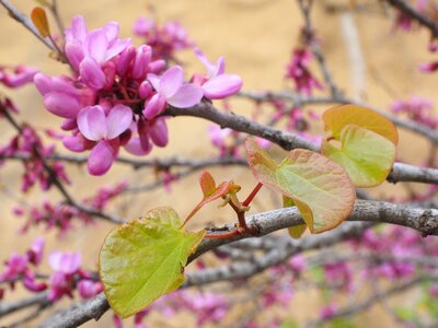 Pink ordinary judas tree cercis siliquastrum photo