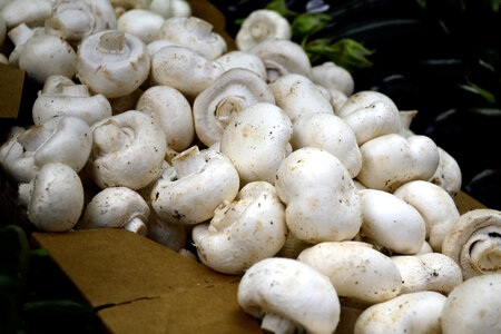 fresh whole mushrooms photo