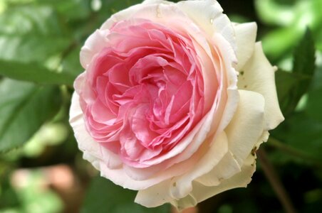 Blossom bloom open