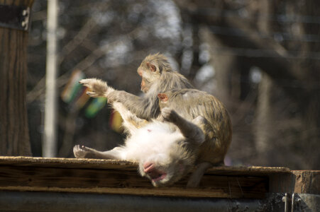 24 Monkey
