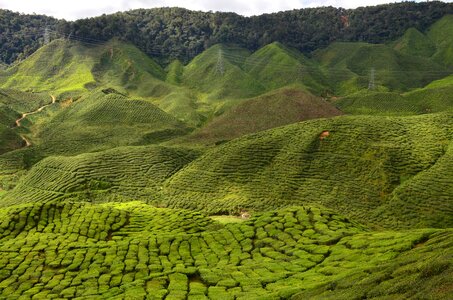 Natural wild outdoor