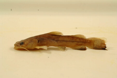 Pylodictis olivaris-1