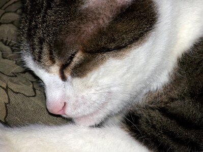 Pet kitten domestic