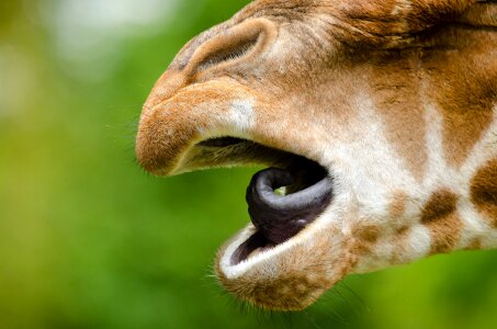 Macro mammal close up photo