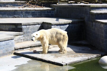 Animal predator bear