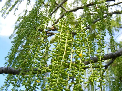 Salix sepulcralis spring