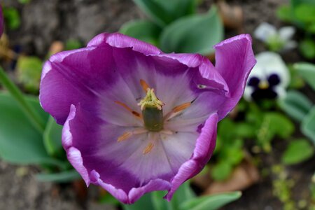 Detail flower garden macro photo