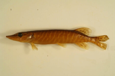 Esox masquinongy x lucius-8