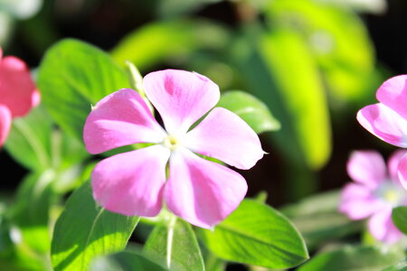 Beautiful Pink Flower 5 Petals photo