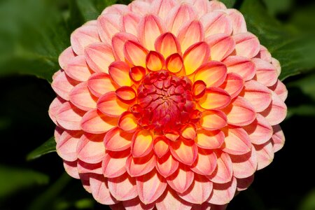 Plant composites orange