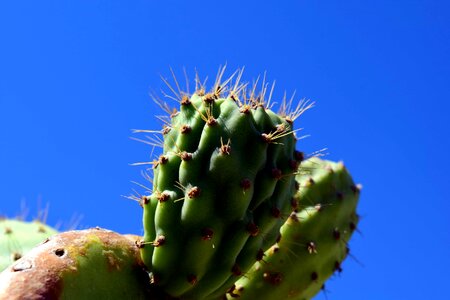 Blue Sky cactus desert photo