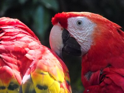 Mexico beak bird photo