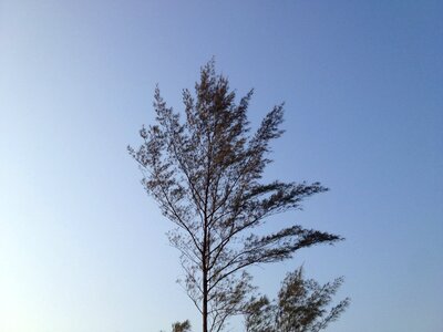 Tree wind branches
