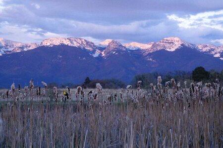 Domestic nature refuge photo