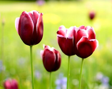 Flower spring plant